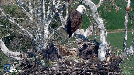 PA Farm Country Eagles Live Cams - Apr 22, 2026, 4:39pm EDT