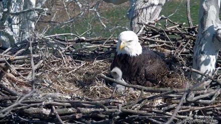 PA Farm Country Eagles Live Cams - Mar 25, 2026, 2:04pm EDT