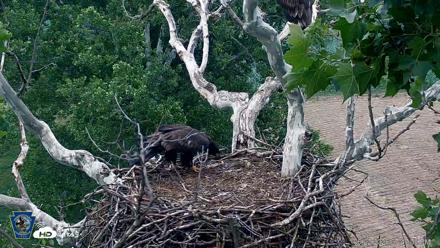 PA Farm Country Eagles Live Cams - Jun 22, 2026, 7:47pm EDT