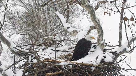 PA Farm Country Eagles Live Cams - Jan 19, 2026, 10:26am EST