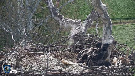 PA Farm Country Eagles Live Cams - Apr 24, 2026, 9:07am EDT