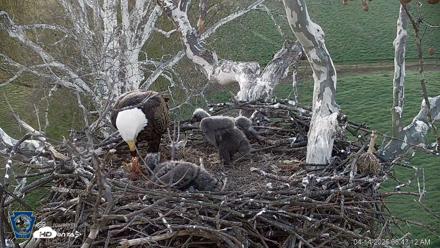 PA Farm Country Eagles Live Cams - Apr 14, 2026, 6:43am EDT
