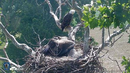 PA Farm Country Eagles Live Cams - Jun 29, 2026, 9:56am EDT
