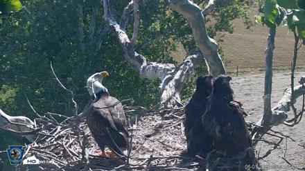 PA Farm Country Eagles Live Cams - Jun 1, 2026, 9:57am EDT