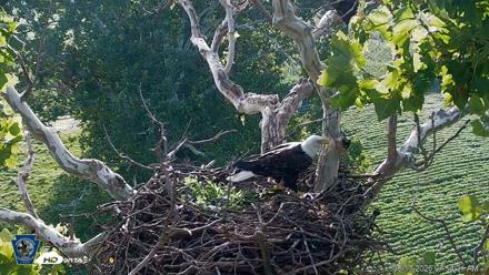 PA Farm Country Eagles Live Cams - Aug 13, 2026, 7:54am EDT