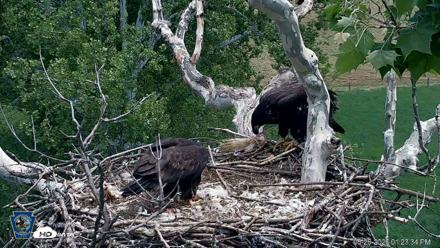 PA Farm Country Eagles Live Cams - May 26, 2026, 1:24pm EDT