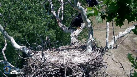 PA Farm Country Eagles Live Cams - Jun 4, 2026, 1:57pm EDT