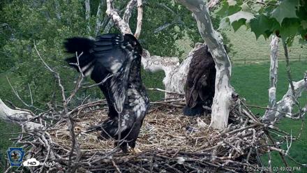 PA Farm Country Eagles Live Cams - May 22, 2026, 3:50pm EDT
