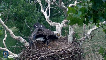 PA Farm Country Eagles Live Cams - Jul 9, 2026, 9:30am EDT