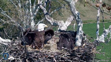 PA Farm Country Eagles Live Cams - May 4, 2026, 3:56pm EDT