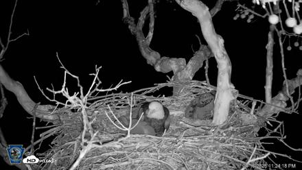 PA Farm Country Eagles Live Cams - Apr 16, 2026, 11:25pm EDT