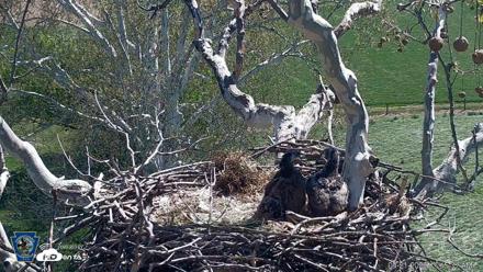PA Farm Country Eagles Live Cams - Apr 21, 2026, 11:16am EDT