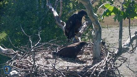 PA Farm Country Eagles Live Cams - May 31, 2026, 9:43am EDT