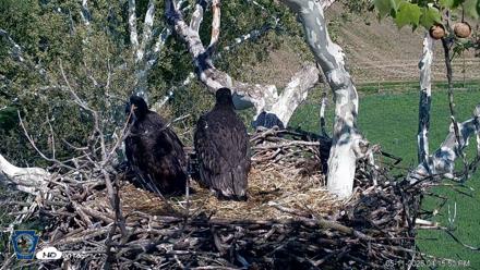 PA Farm Country Eagles Live Cams - May 11, 2026, 4:18pm EDT
