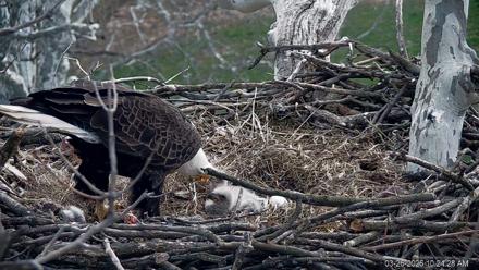 PA Farm Country Eagles Live Cams - Mar 26, 2026, 10:25am EDT