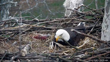 PA Farm Country Eagles Live Cams - Mar 19, 2026, 11:50am EDT