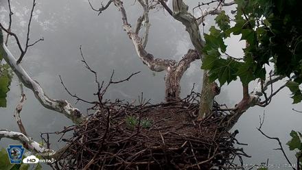PA Farm Country Eagles Live Cams - Aug 8, 2026, 6:13am EDT