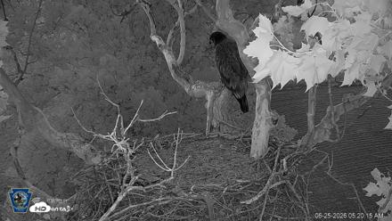 PA Farm Country Eagles Live Cams - Jun 25, 2026, 5:21am EDT