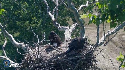 PA Farm Country Eagles Live Cams - Jun 4, 2026, 11:07am EDT