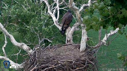 PA Farm Country Eagles Live Cams - Jul 15, 2026, 6:20pm EDT