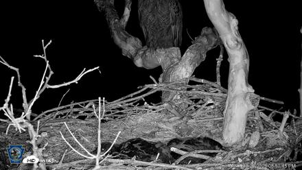 PA Farm Country Eagles Live Cams - Apr 26, 2026, 8:52pm EDT