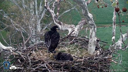 PA Farm Country Eagles Live Cams - Apr 30, 2026, 6:27am EDT