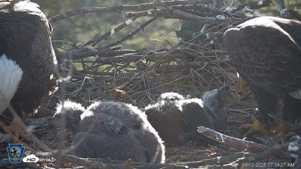 PA Farm Country Eagles Live Cams - Apr 12, 2026, 7:34am EDT