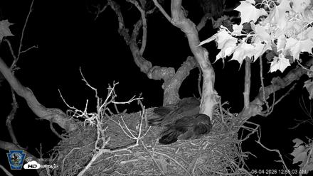 PA Farm Country Eagles Live Cams - Jun 4, 2026, 12:55am EDT