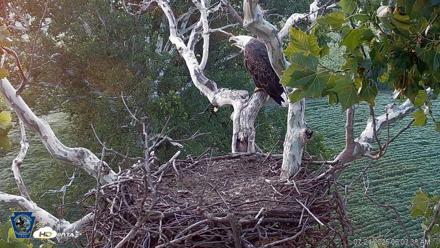 PA Farm Country Eagles Live Cams - Jul 24, 2026, 6:04am EDT