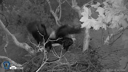 PA Farm Country Eagles Live Cams - Aug 2, 2026, 5:55am EDT
