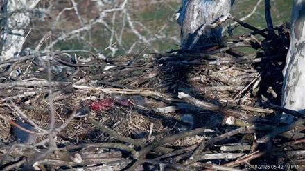 PA Farm Country Eagles Live Cams - Mar 18, 2026, 5:43pm EDT