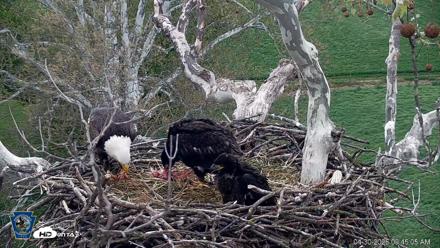 PA Farm Country Eagles Live Cams - Apr 30, 2026, 9:46am EDT