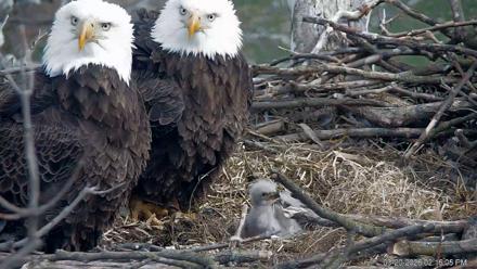 PA Farm Country Eagles Live Cams - Mar 20, 2026, 2:16pm EDT