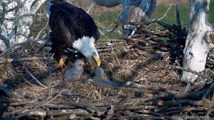 PA Farm Country Eagles Live Cams - Mar 26, 2026, 5:13pm EDT