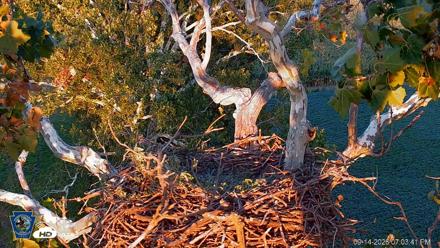 PA Farm Country Eagles Live Cams - Sep 14, 2026, 7:04pm EDT