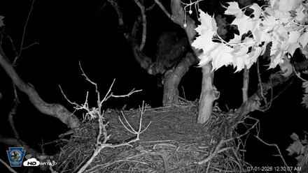 PA Farm Country Eagles Live Cams - Jul 1, 2026, 12:30am EDT
