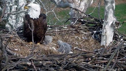 PA Farm Country Eagles Live Cams - Mar 30, 2026, 4:07pm EDT