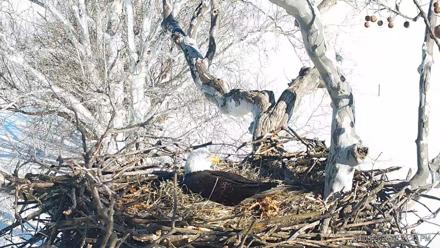 PA Farm Country Eagles Live Cams - Feb 5, 2026, 2:22pm EST
