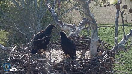 PA Farm Country Eagles Live Cams - May 5, 2026, 8:28am EDT