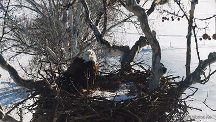 PA Farm Country Eagles Live Cams - Jan 30, 2026, 8:30am EST