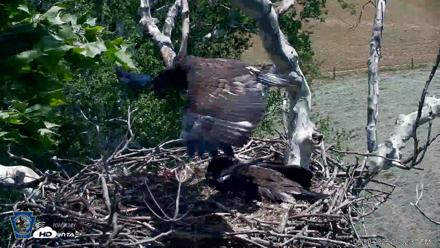 PA Farm Country Eagles Live Cams - May 30, 2026, 1:03pm EDT