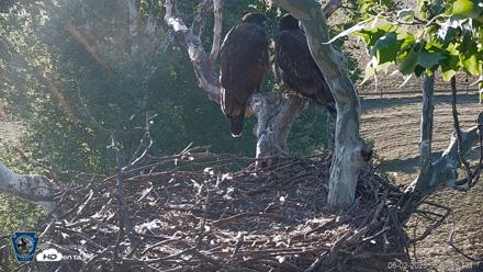 PA Farm Country Eagles Live Cams - Jun 2, 2026, 6:30am EDT