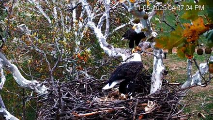 PA Farm Country Eagles Live Cams - Nov 5, 2025, 4:58pm EST