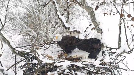 PA Farm Country Eagles Live Cams - Jan 17, 2026, 2:01pm EST