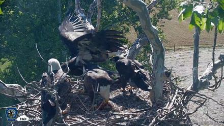 PA Farm Country Eagles Live Cams - Jun 1, 2026, 9:31am EDT