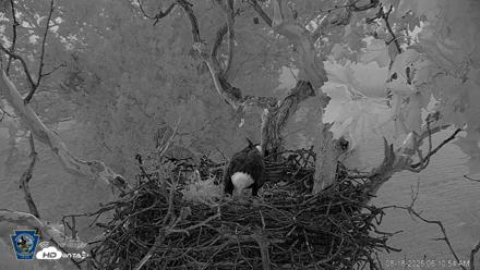 PA Farm Country Eagles Live Cams - Aug 18, 2026, 6:11am EDT