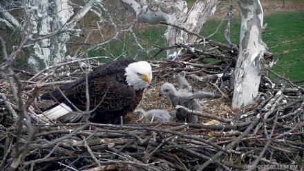 PA Farm Country Eagles Live Cams - Mar 31, 2026, 3:14pm EDT