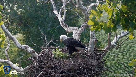 PA Farm Country Eagles Live Cams - Aug 12, 2026, 7:24am EDT