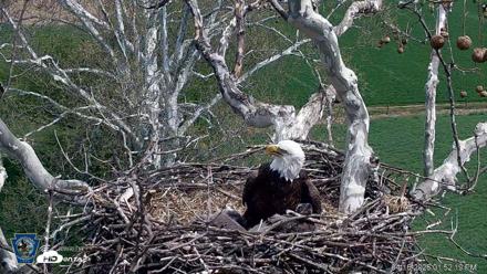 PA Farm Country Eagles Live Cams - Apr 16, 2026, 1:53pm EDT