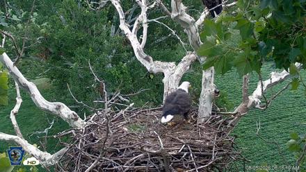 PA Farm Country Eagles Live Cams - Aug 5, 2026, 6:19am EDT